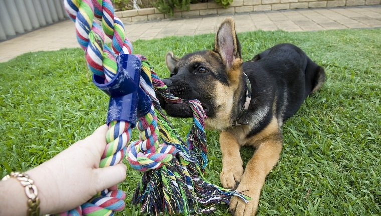 A German Shepherd puppy playing tug-o-war in a garden.