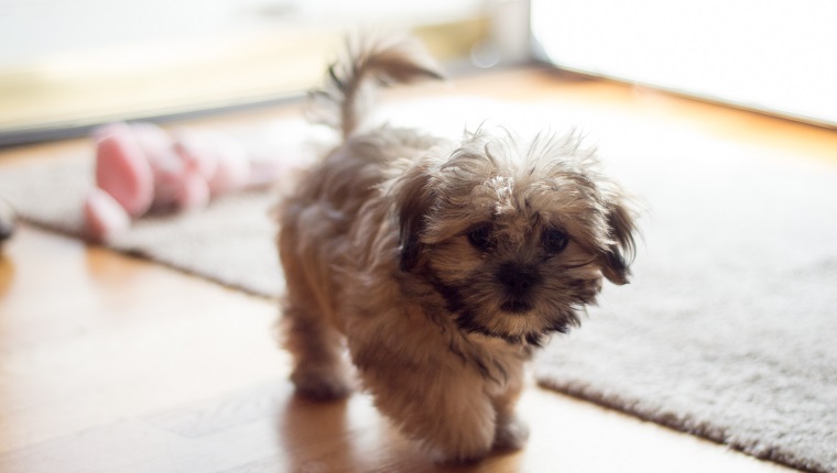 Shihtzu and maltese puppy walking with wagging tail