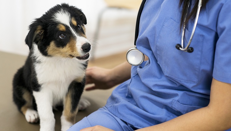 Adorable border collie puppy looks at a stethoscope hanging from the neck of a veterinarian sitting beside the puppy.