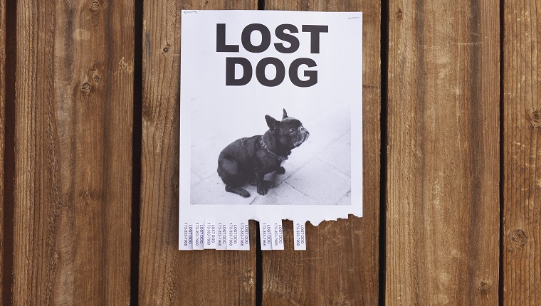 A lost dog flyer posted on a wooden fence