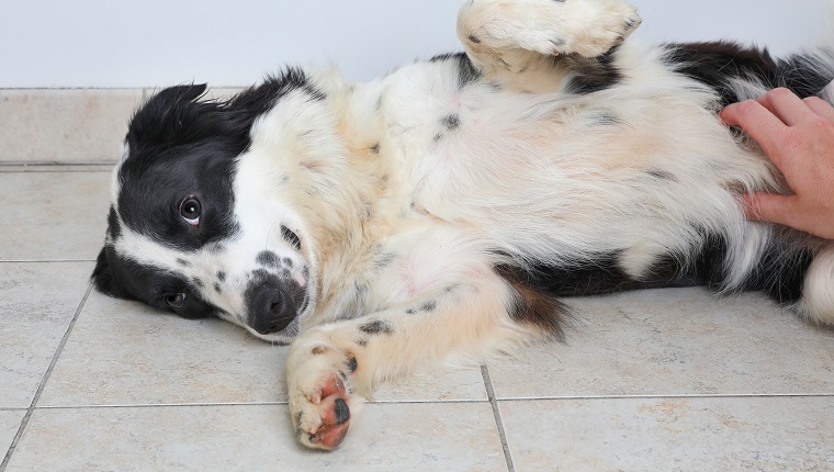 Border Collie dog in an animal shelter waiting to be adopted