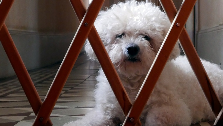 White Dog In Corridor Behind Wooden Gate