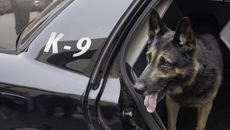 Police canine waiting in the back of a patrol car for his orders.