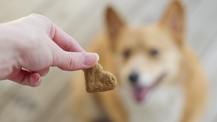 First person POV of a female hand giving a corgi dog a treat