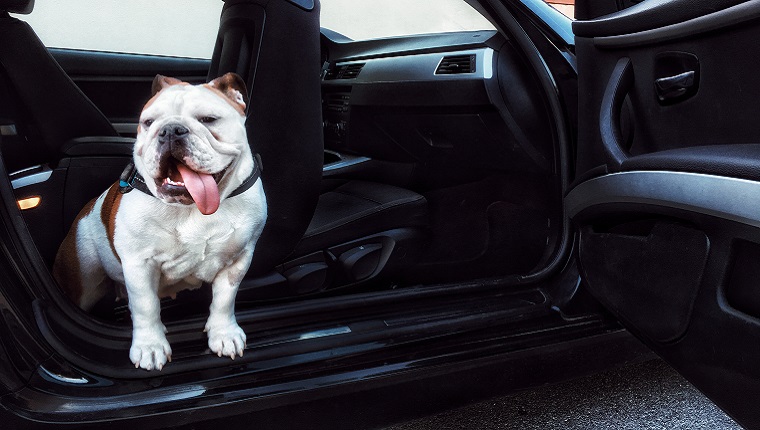 She got a lift and now she needs to get off. Ten-months old female English Bulldog