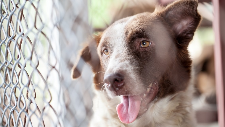 abandoned dog locked in a cage