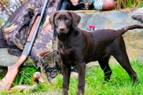 Chocolate Lab beside a Cooey12 gauge single shot shotgun, a camouflage jacket and boots, Duncan, British Columbia, Canada.