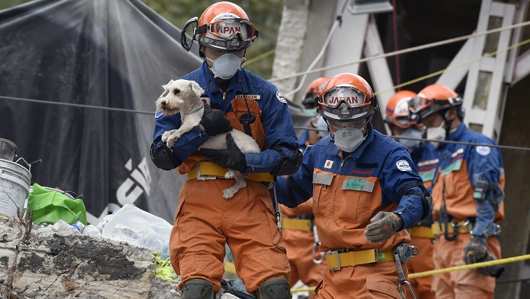 A schnauzer dog who survived the quake is pulled out of the rubble from a flattened building by rescuers in Mexico City on September 24, 2017. Hopes of finding more survivors after Mexico City's devastating quake dwindled to virtually nothing on Sunday, five days after the 7.1 tremor rocked the heart of the mega-city, toppling dozens of buildings and killing more than 300 people. / AFP PHOTO / ALFREDO ESTRELLA (Photo credit should read ALFREDO ESTRELLA/AFP/Getty Images)