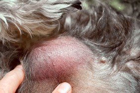 hand of the veterinarian shows metastases on the dog's body