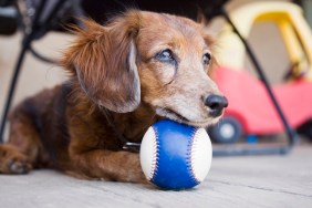 Long-haired Dachshund with ball