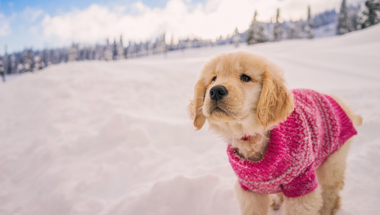 Golden retriever puppy wearing pink sweater playing in the fresh snow