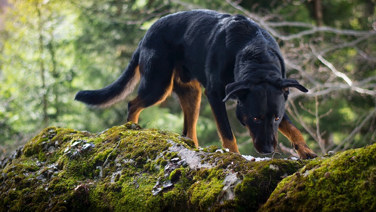 Close-Up Of Dog Outdoors