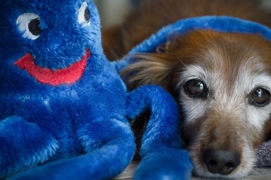 An aging red Dachshund and a blue plush.