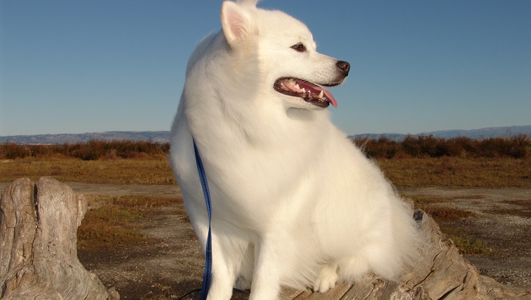 American Eskimo Dog