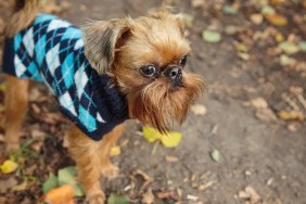 Brussels Griffon dog on a walk in the Park in autumn