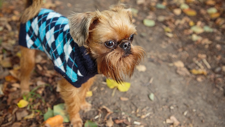 Brussels Griffon dog on a walk in the Park in autumn