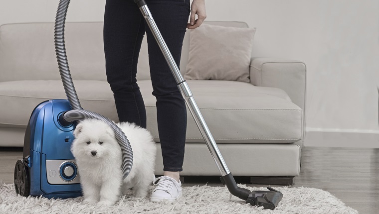 Woman holding vacuum standing with fluffy white dog