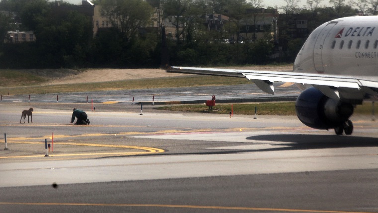 NEW YORK, NY - APRIL 25: A man attempts to retrieve a dog after it escaped from its cage during transportation on an airline at LaGuardia Airport on April 25, 2012 in New York City. The dog was caught after approximately ten minutes but not before halting plane traffic at the busy metro airport while the chase was underway. (Photo by Spencer Platt/Getty Images)