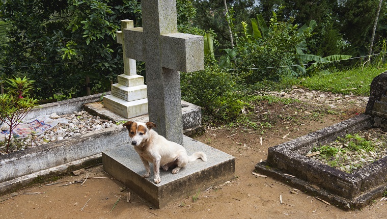 Dog resting on a grave at the Christ church Warleigh, Built during the colonial era in 1878, Dickoya