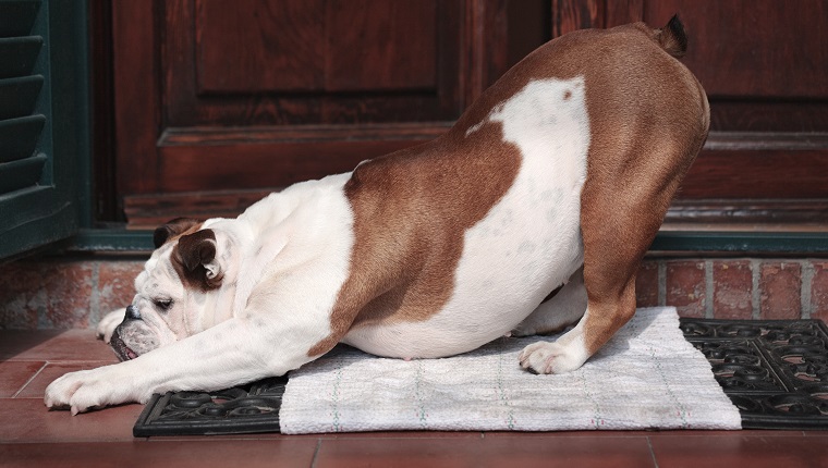 English Bulldog, female, nineteen months old, stretches at the doorstep