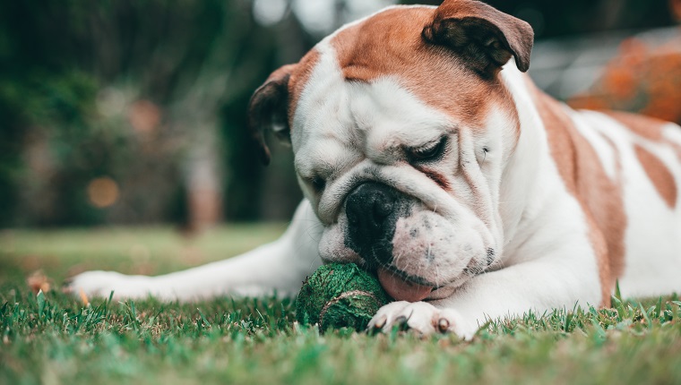 a english bulldog puppy bitting a stuffed animal