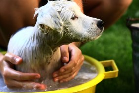 kid wash white puppy dog in yellow basin on summer garden green background