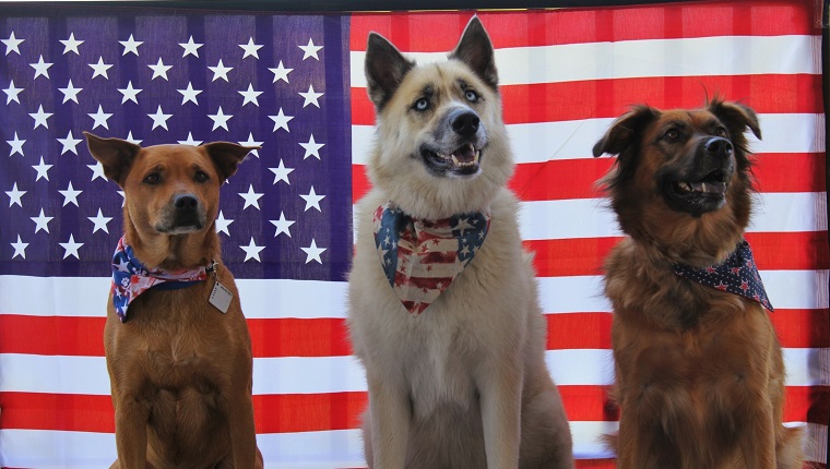 Dogs Against American Flag