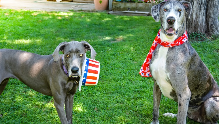 Mixed breed and Great Dane dogs celebrating 4th of July