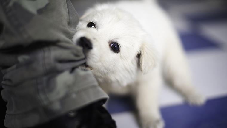 White puppy biting a pair of pants while playing