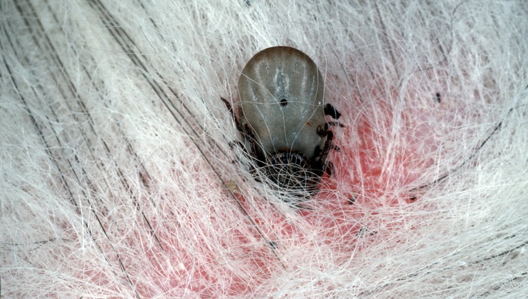 TICK, IXODES RICINUS, SUCKING BLOOD, IN DOG HAIR. H