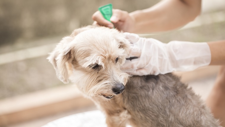 tick and flea prevention for a dog