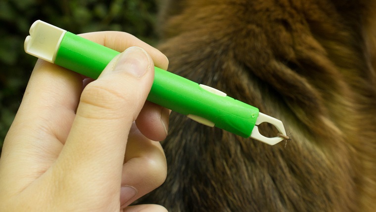 Tick tweezers holding a small brown tick that has just been removed from the fur of a German Shepherd dog