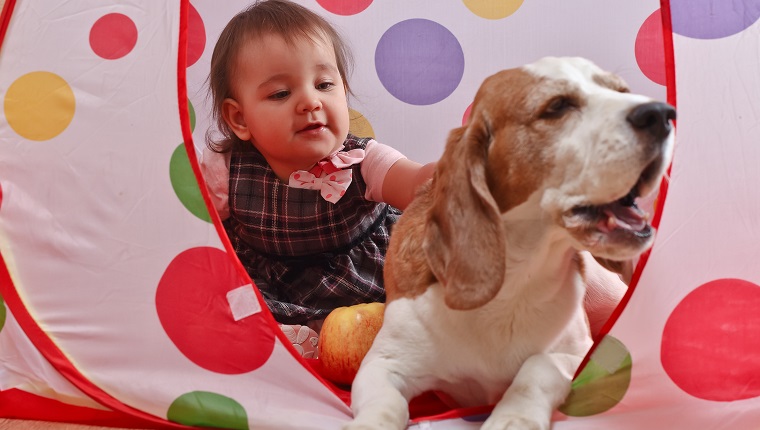 The little girl playing with a dog