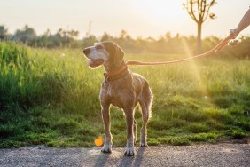 Old hound on leash outdoors in rays of setting sun