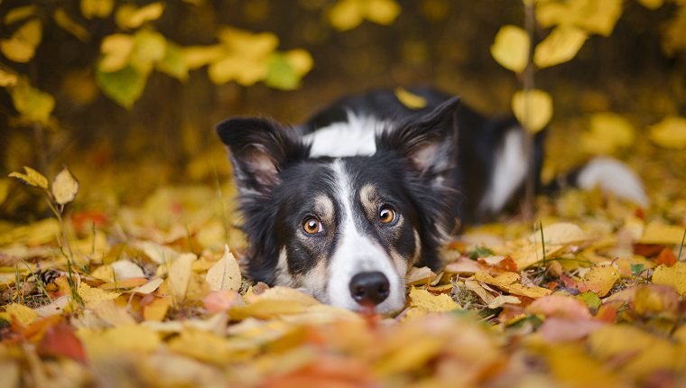 Border Collie lying down on autumn leaves.