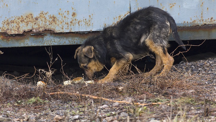 Hungry homeless puppy eagerly eats bread. Pets