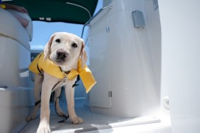 Taking my dog on a boat trip.