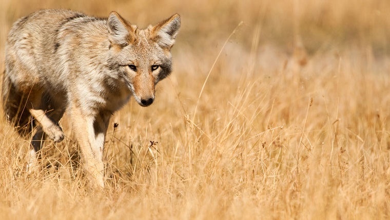 Coyote - Yellowstone NP