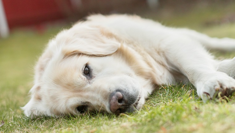 Portrait of white Labrador lying on grass