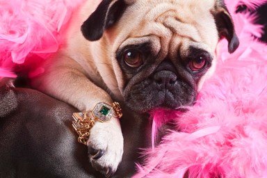 Puk Pukster the Pug is displaying her new piece of bling. (