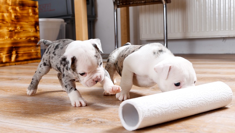 View Of Dogs Playing