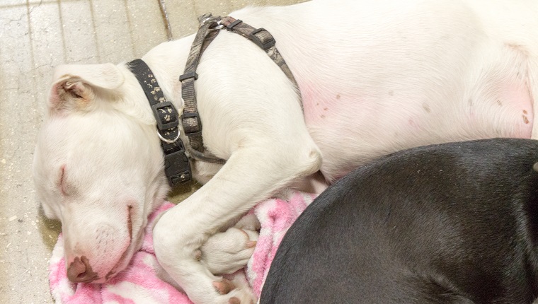 A dog dremimg of its new adopted parents at an adoption event.