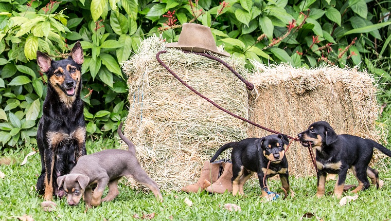 Australian Kelpies mother watching over her litter.