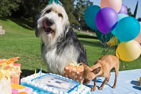 Dogs with birthday cake