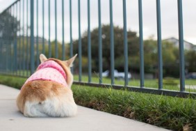 Pembroke welsh corgi dog lying down on pavement.