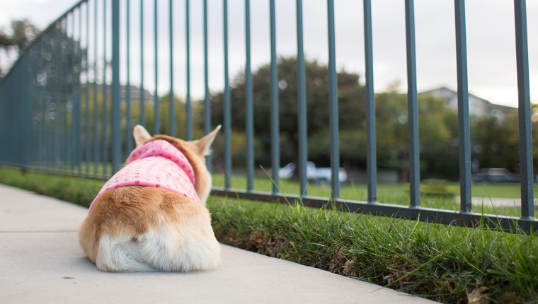 Pembroke welsh corgi dog lying down on pavement.