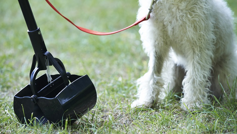 Owner Clearing Dog Mess With Pooper Scooper