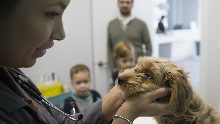 Veterinarian examining dog in clinic examination room