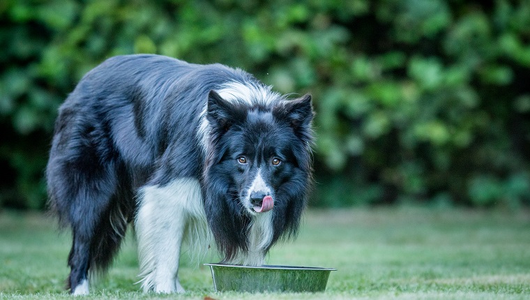 Black and white Border Collie staring at the camera.