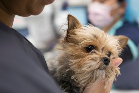 Close up of veterinarian holding timid dog clinic